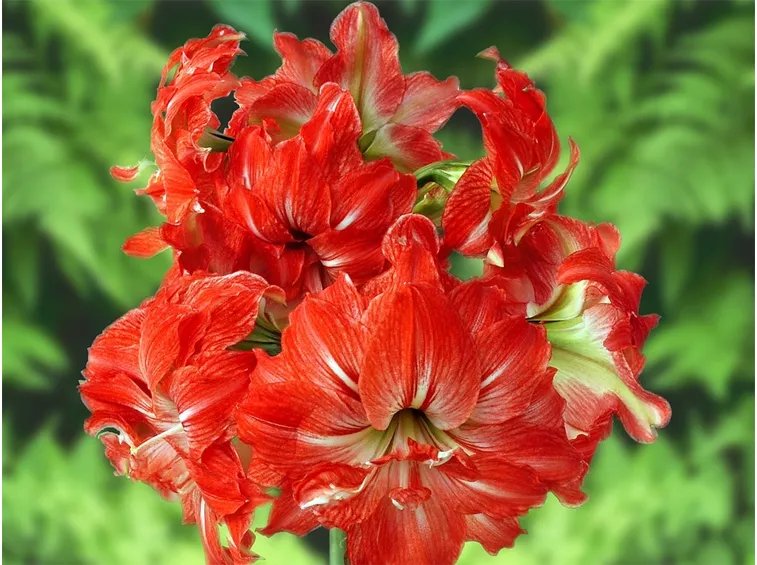 pianta di amarillis