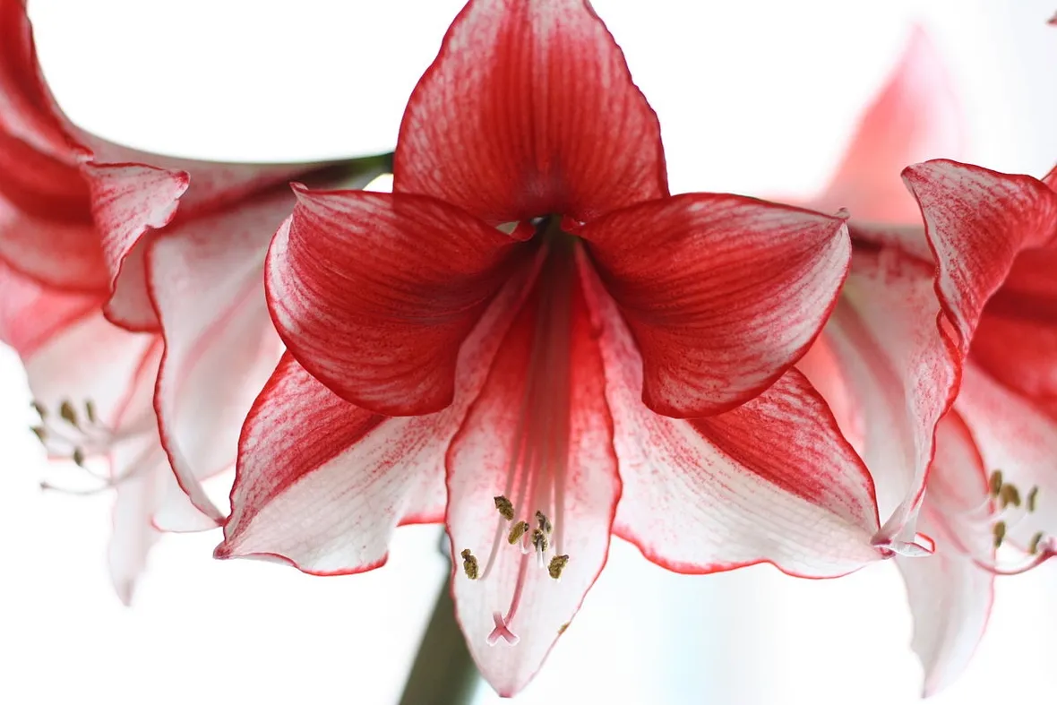 Orange Amaryllis