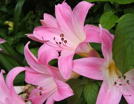 Fiori di Amaryllis belladonna