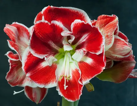 Amaryllis rosso con bordi bianchi