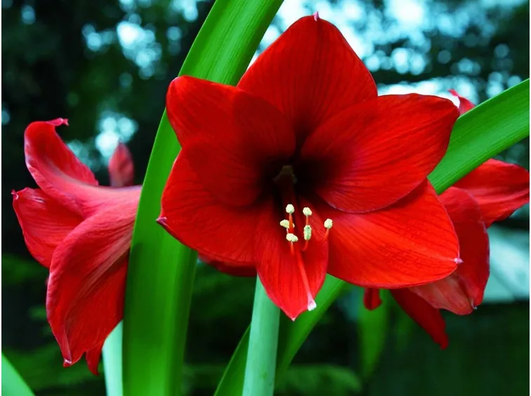 Amaryllis rosso porpora