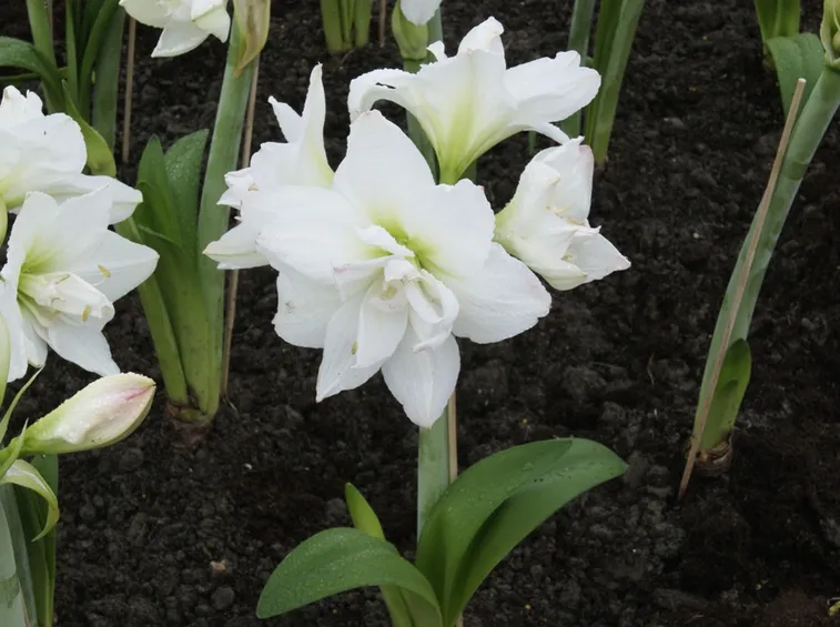 Amaryllis bianchi