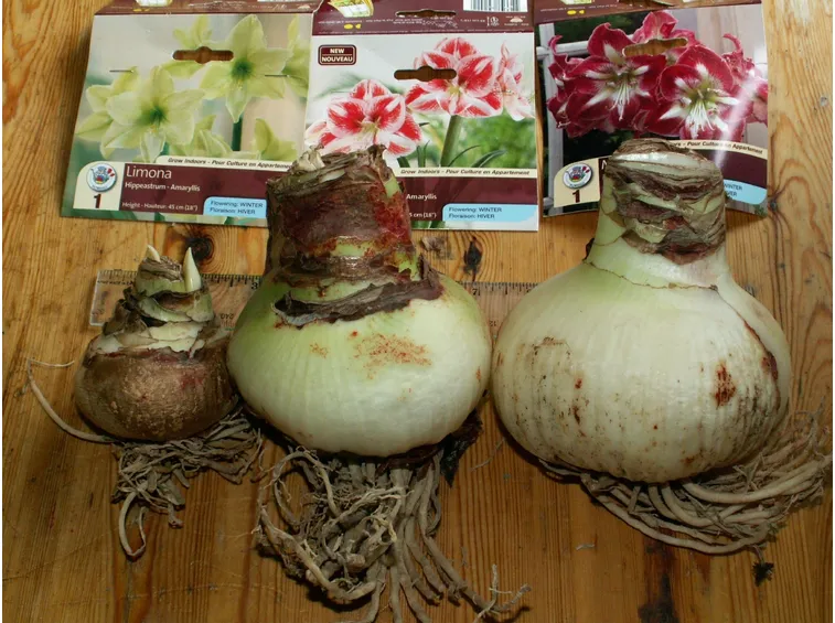 Bulbi dell'amaryllis