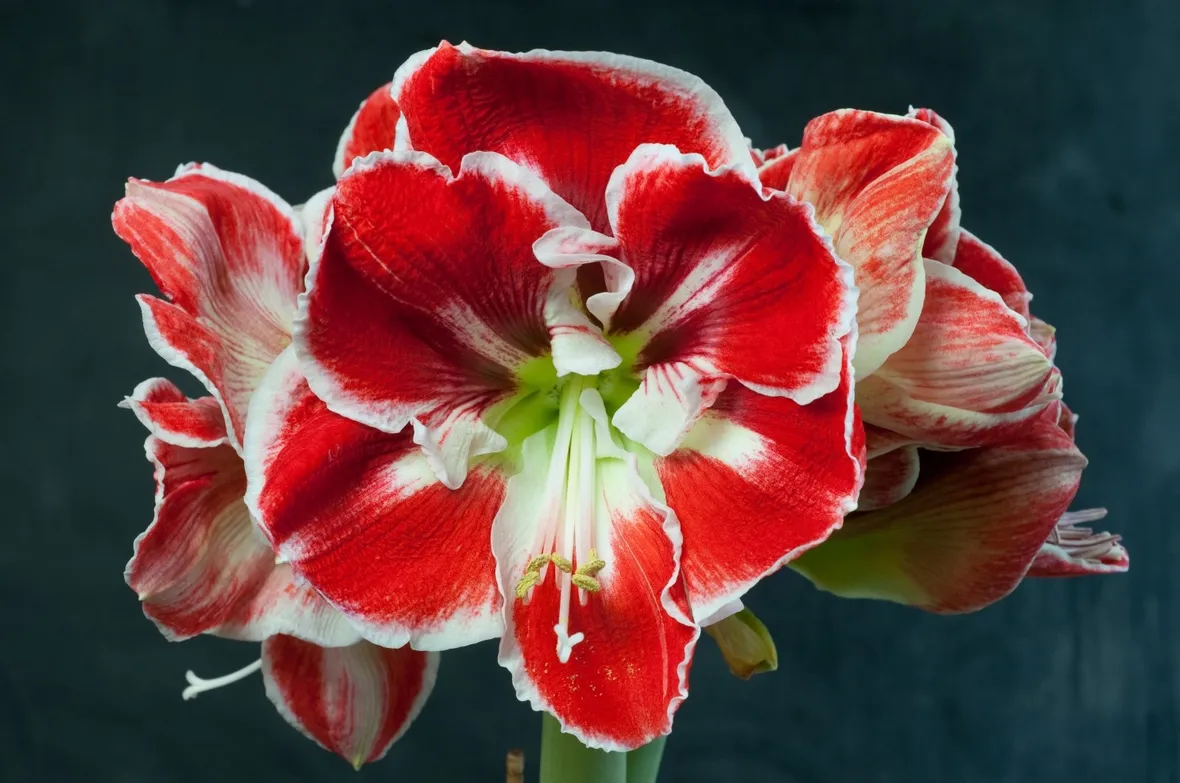 Amaryllis rosso con bordi bianchi
