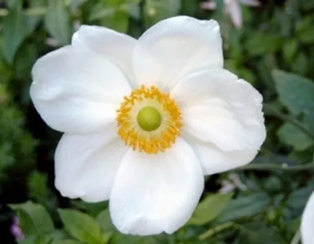 anemone hupenensis honorine jobert
