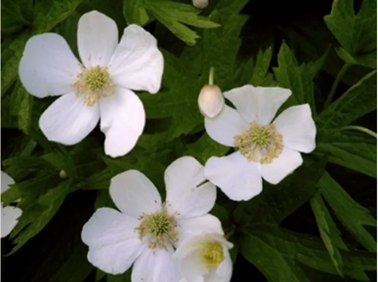 anemone palmata