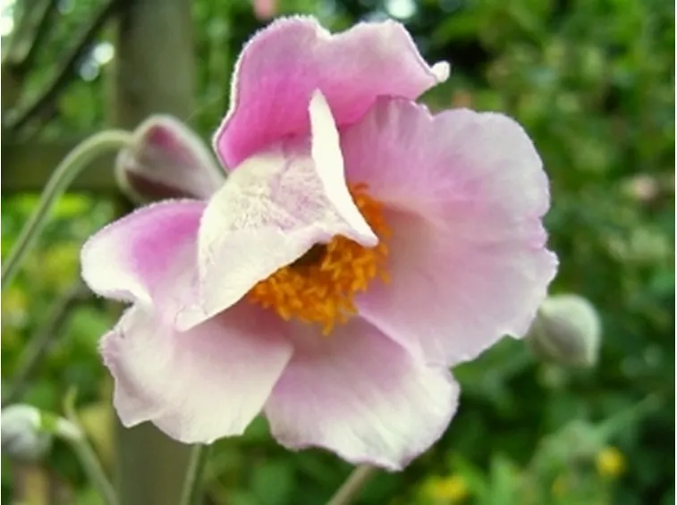 anemone hupehensis septembercharm