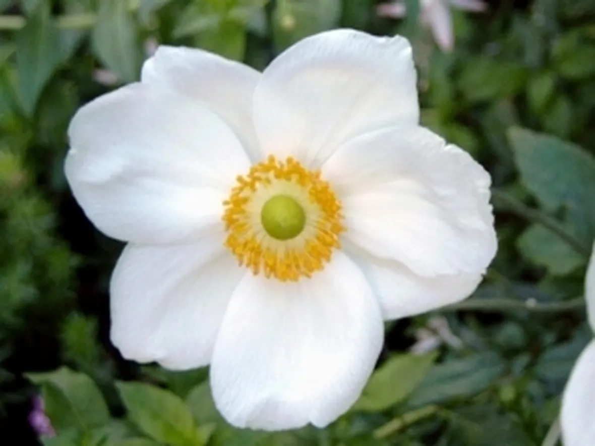 anemone hupenensis honorine jobert