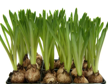 <b></b>Bulbi da fiore