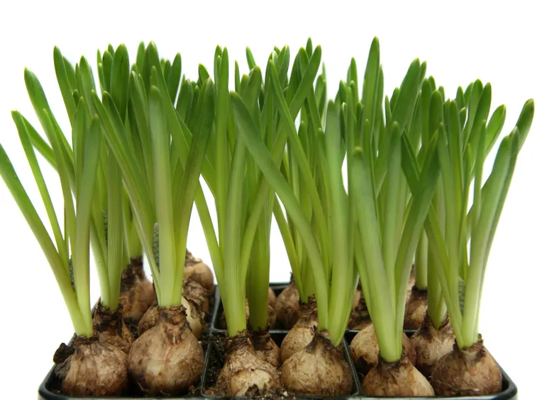 <b></b>Bulbi da fiore