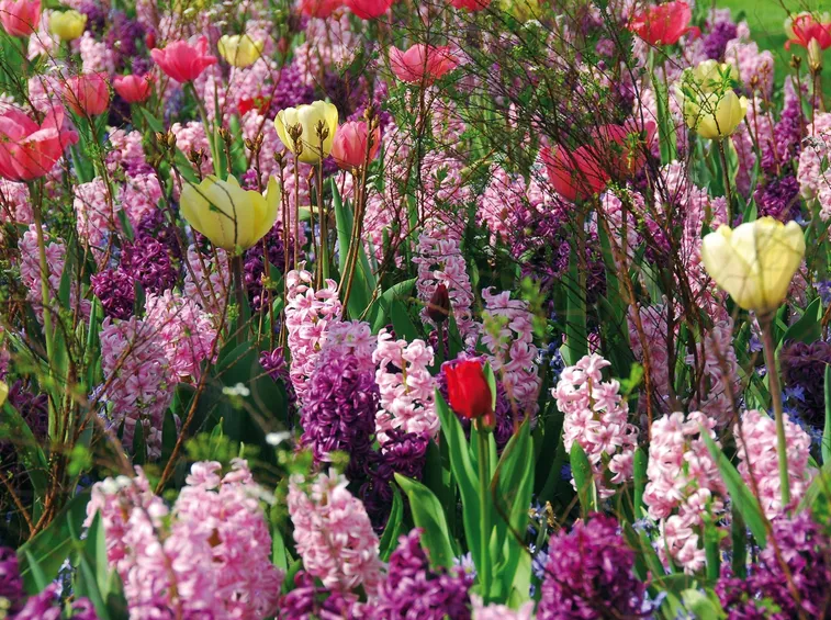 Fiori da bulbo