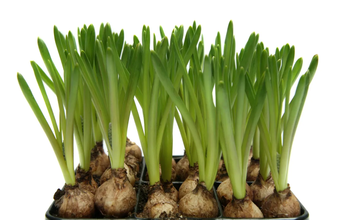 <b></b>Bulbi da fiore