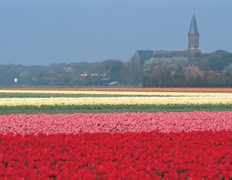 Distese di tulipani