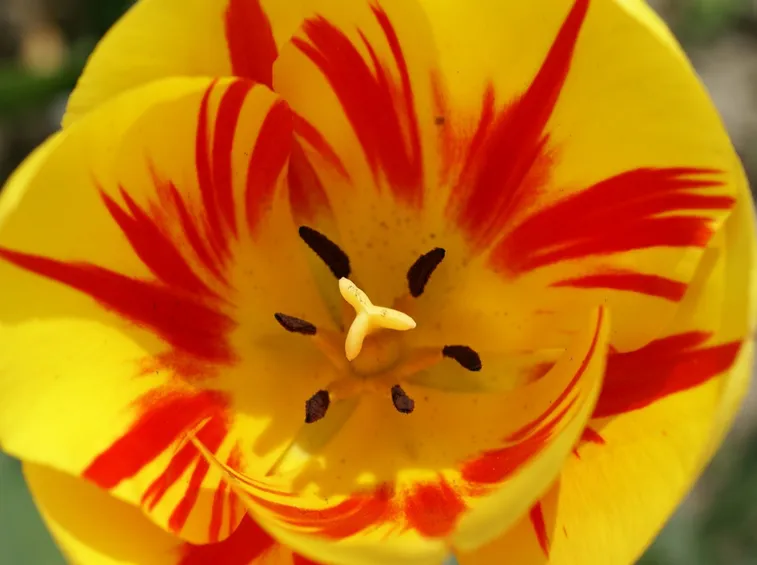Splendido esemplare di tulipano