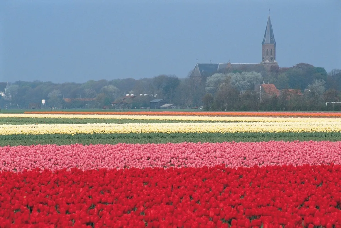 Distese di tulipani