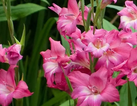 Fiori dei bulbi di Gladiolo