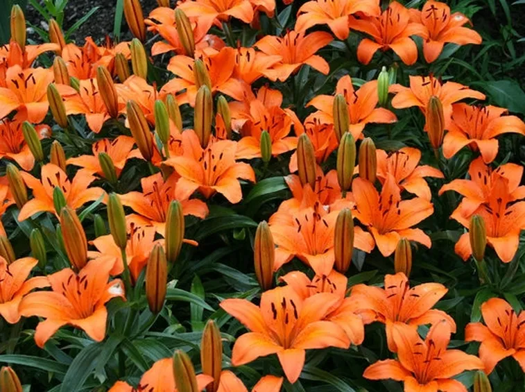 Fiori della pianta di Lilium