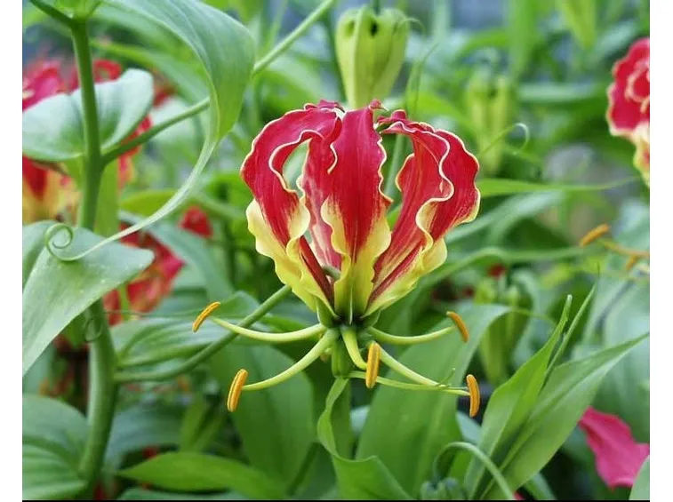 Fiori delle piante di Gloriosa