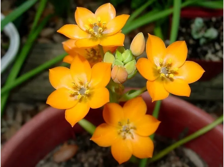 Pianta di Ornitogallo, fiori