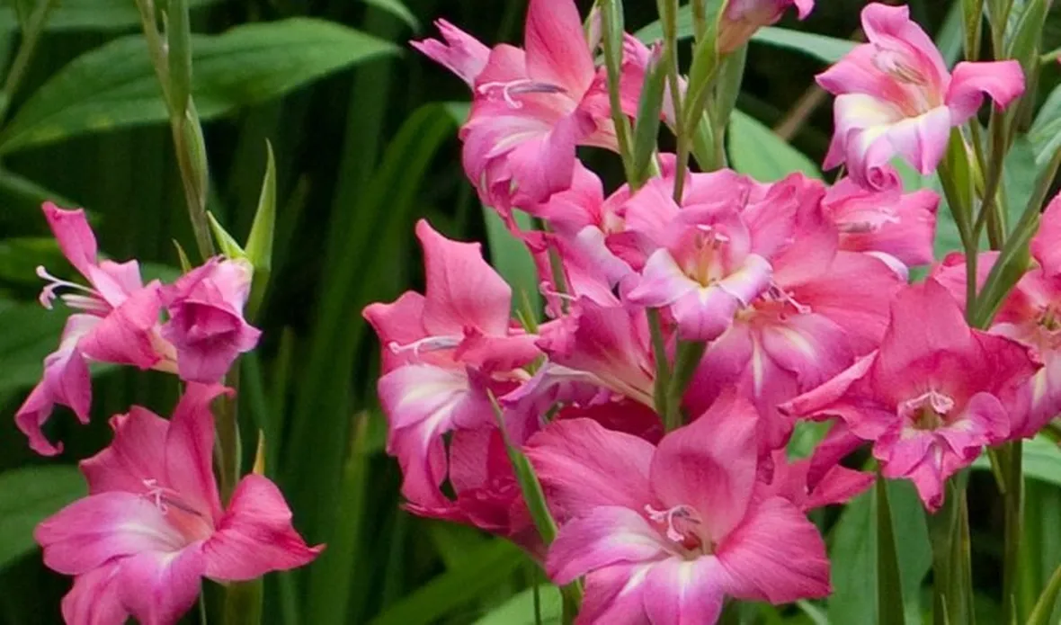 Fiori dei bulbi di Gladiolo