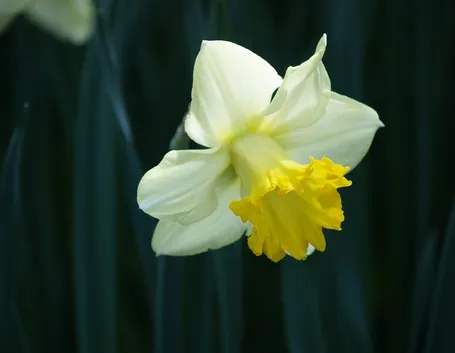 Fiore di narciso