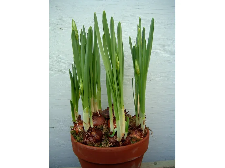 Narcisi dopo la germinazione dei bulbi