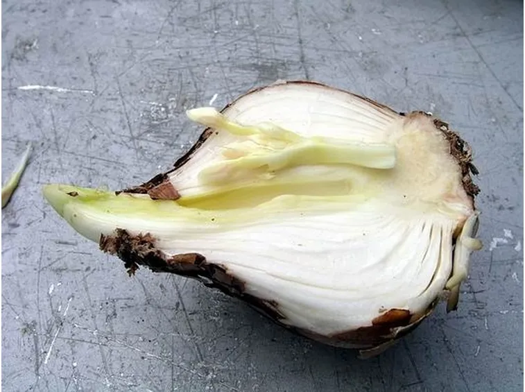 Bulbo di narciso diviso in due