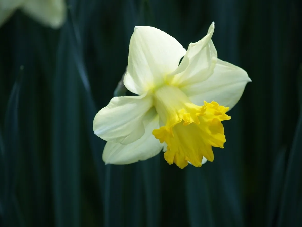 Fiore di narciso