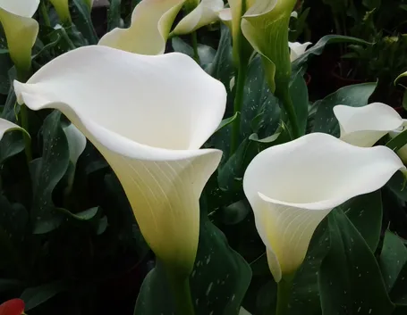 fiori calla
