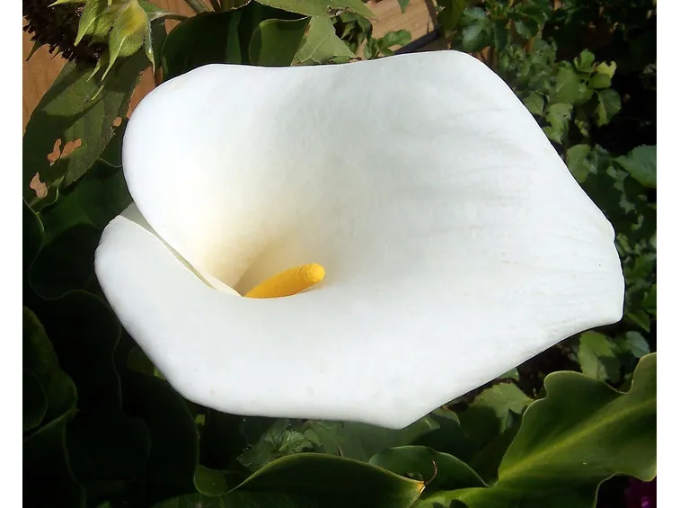 Calla fiore