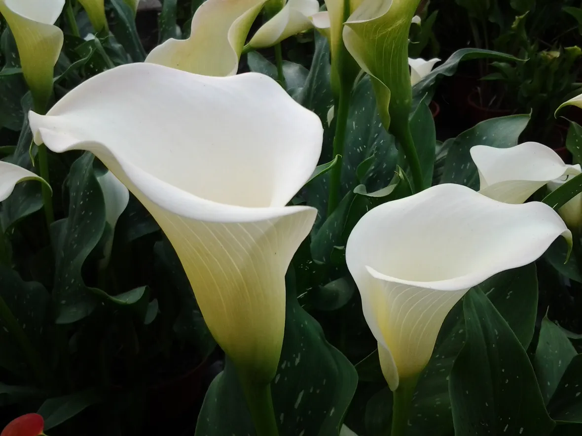 fiori calla