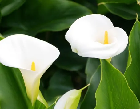 zantedeschia