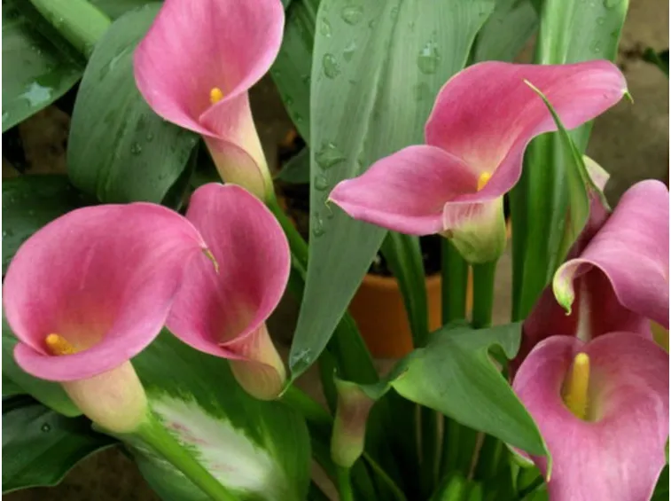 calla