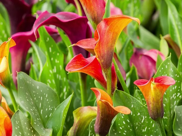 calla