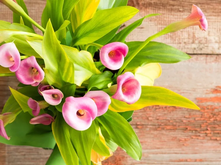 calla rosa