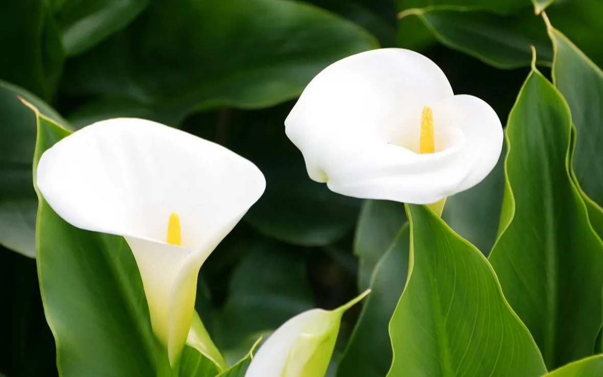 zantedeschia