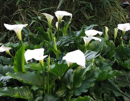 Calla Lily