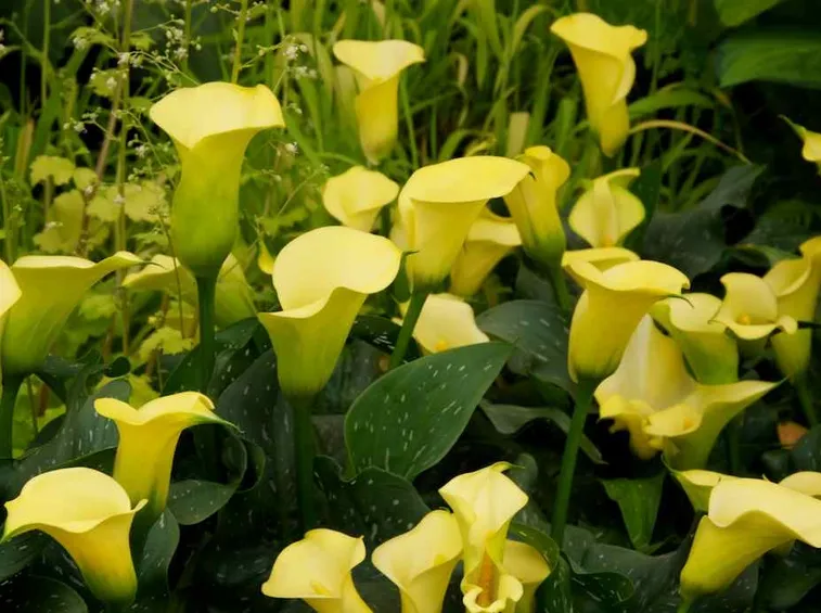 Calla Lily 2