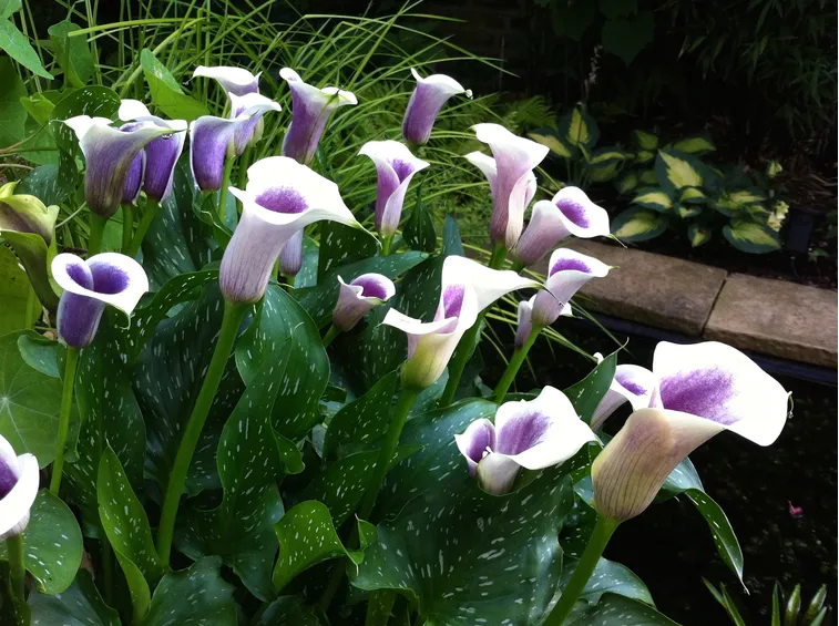 zantedeschia Lily