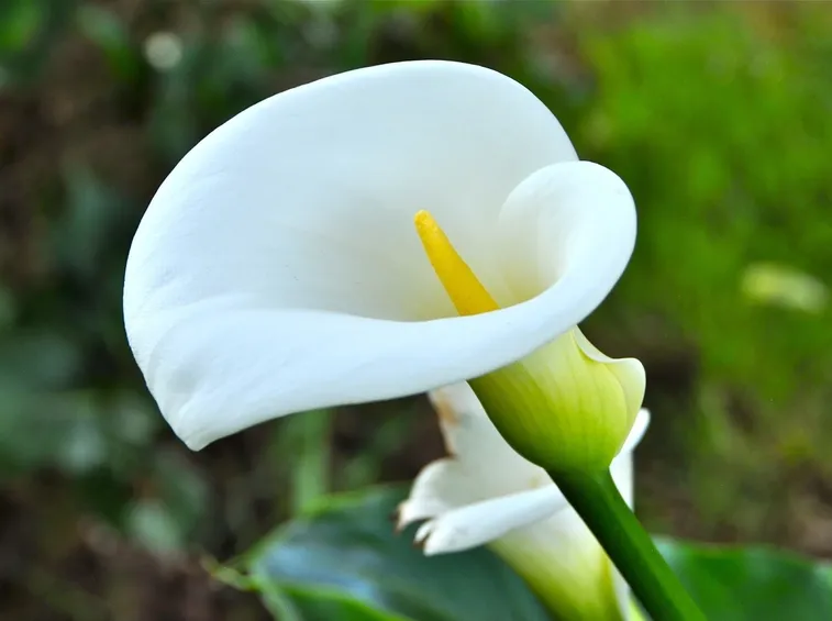 calla bianca