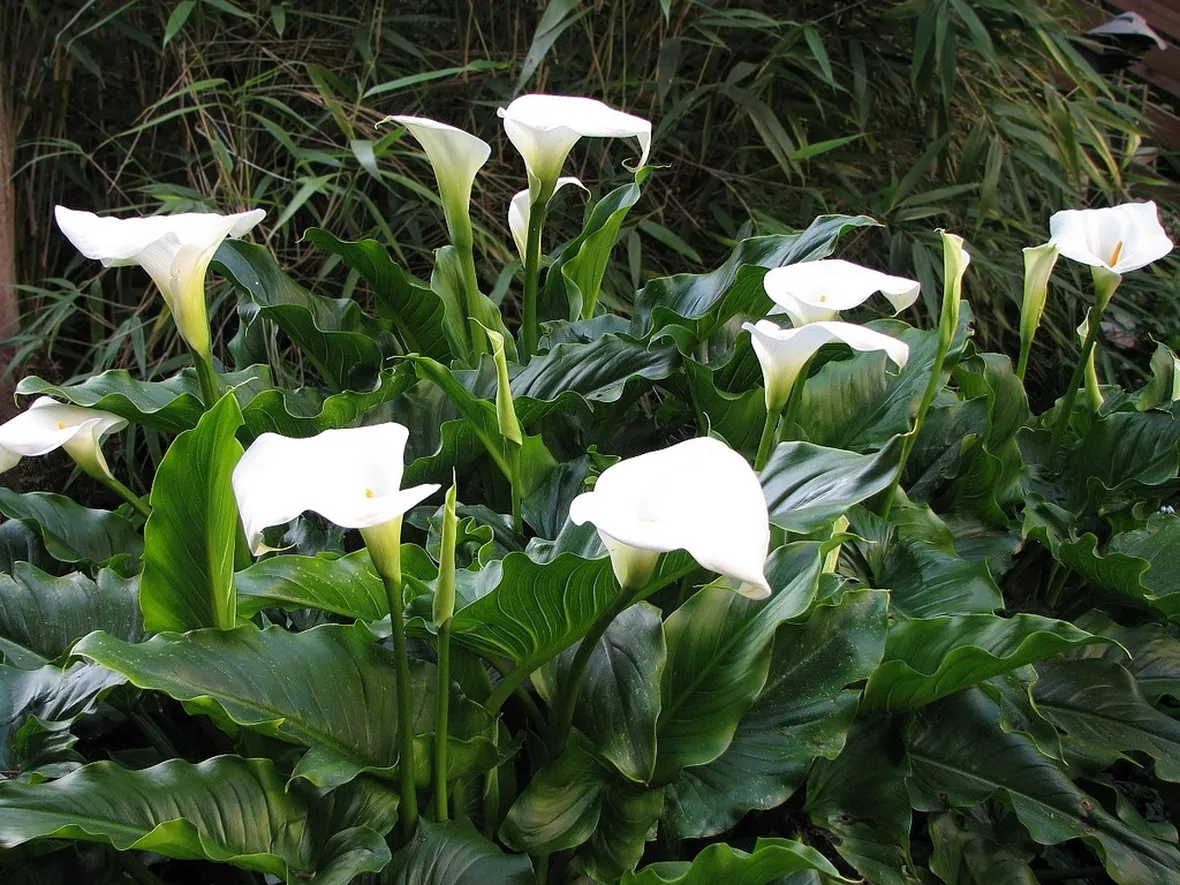 Calla Lily