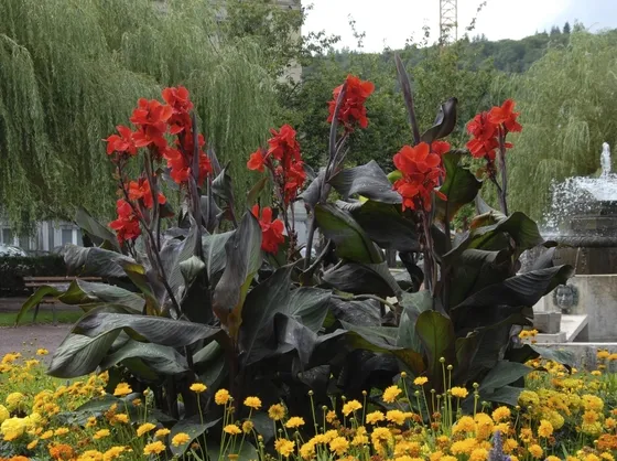 Canna Indica
