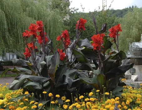 Canna Indica