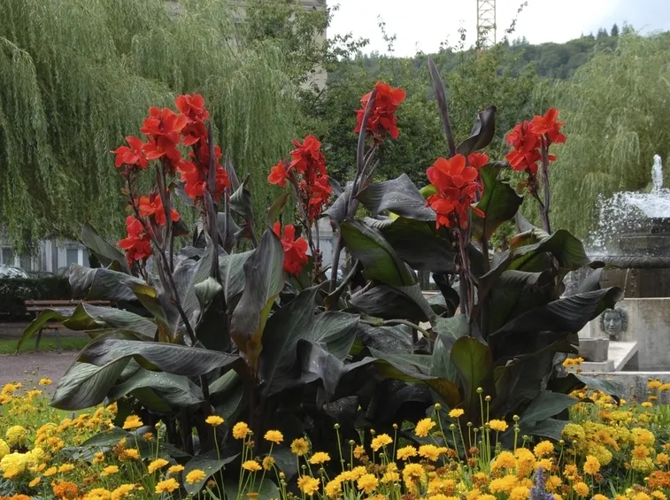 Canna Indica