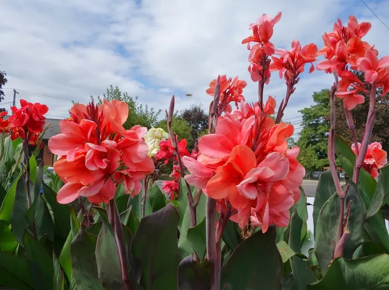 Canna fiorifera nana Strasbourg