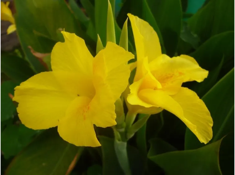 Canna fiorifera