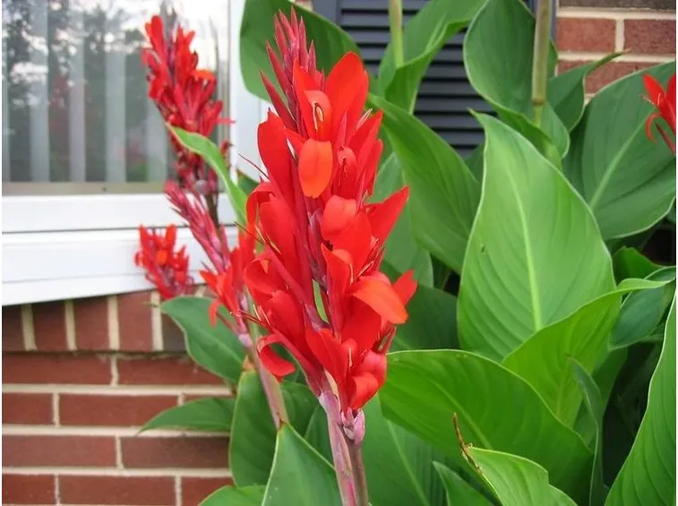 Canna fiorifera foglie verdi
