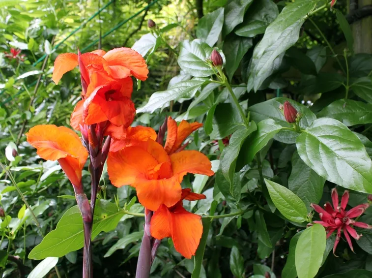 canna indica