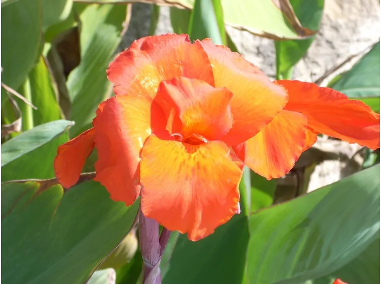 canna indica