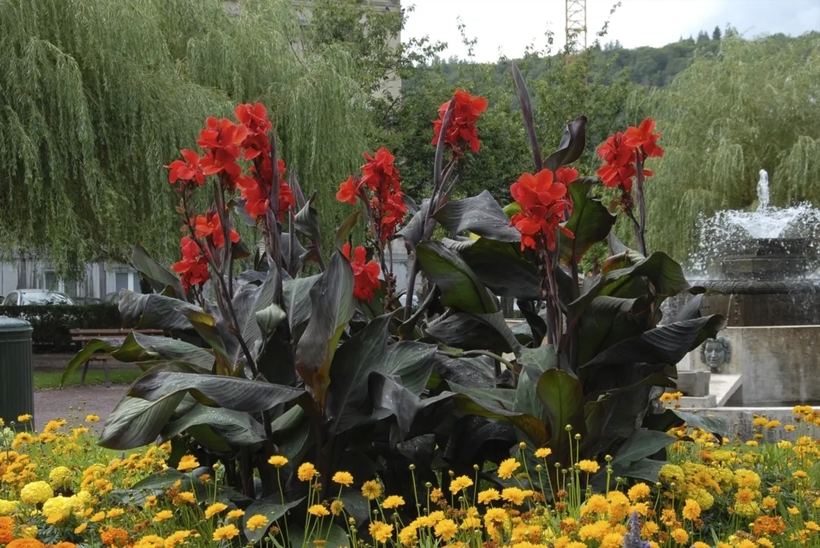 Canna Indica